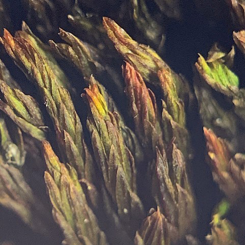 Bryum muehlenbeckii